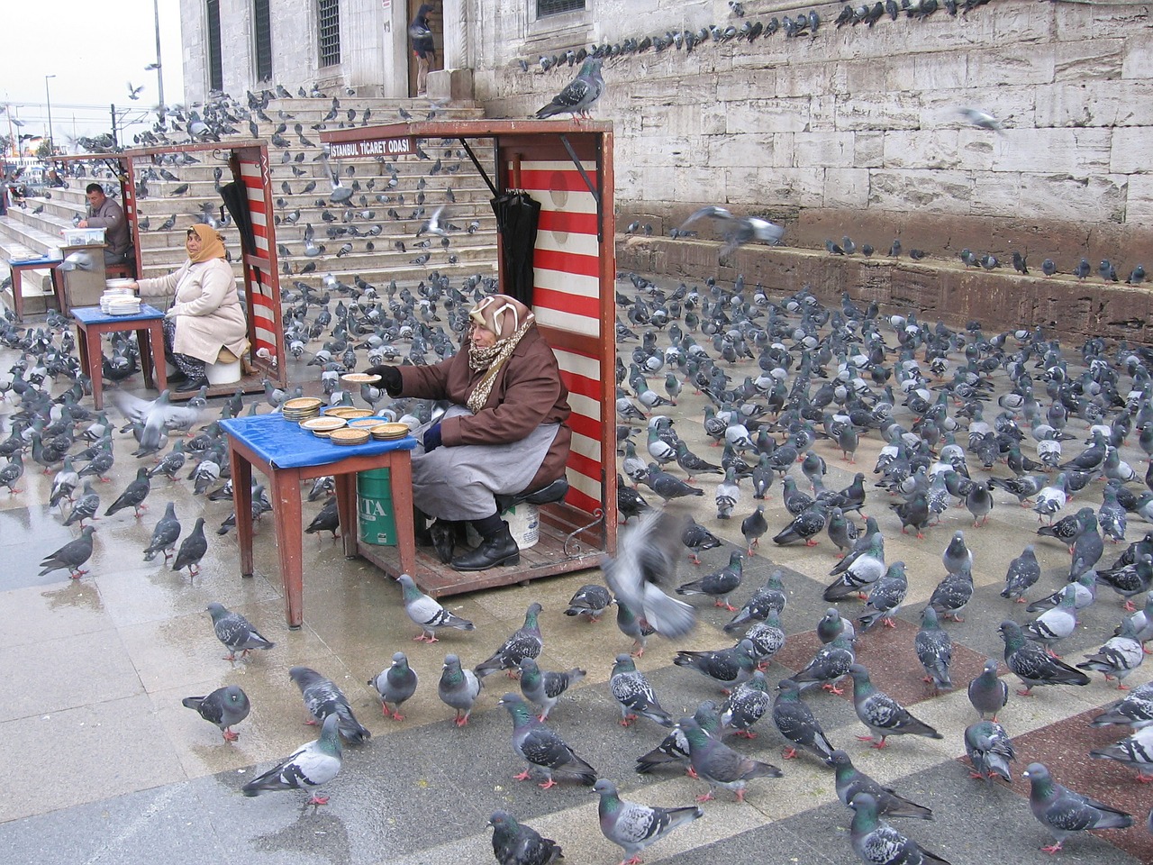 pigeons istanbul feeding free photo