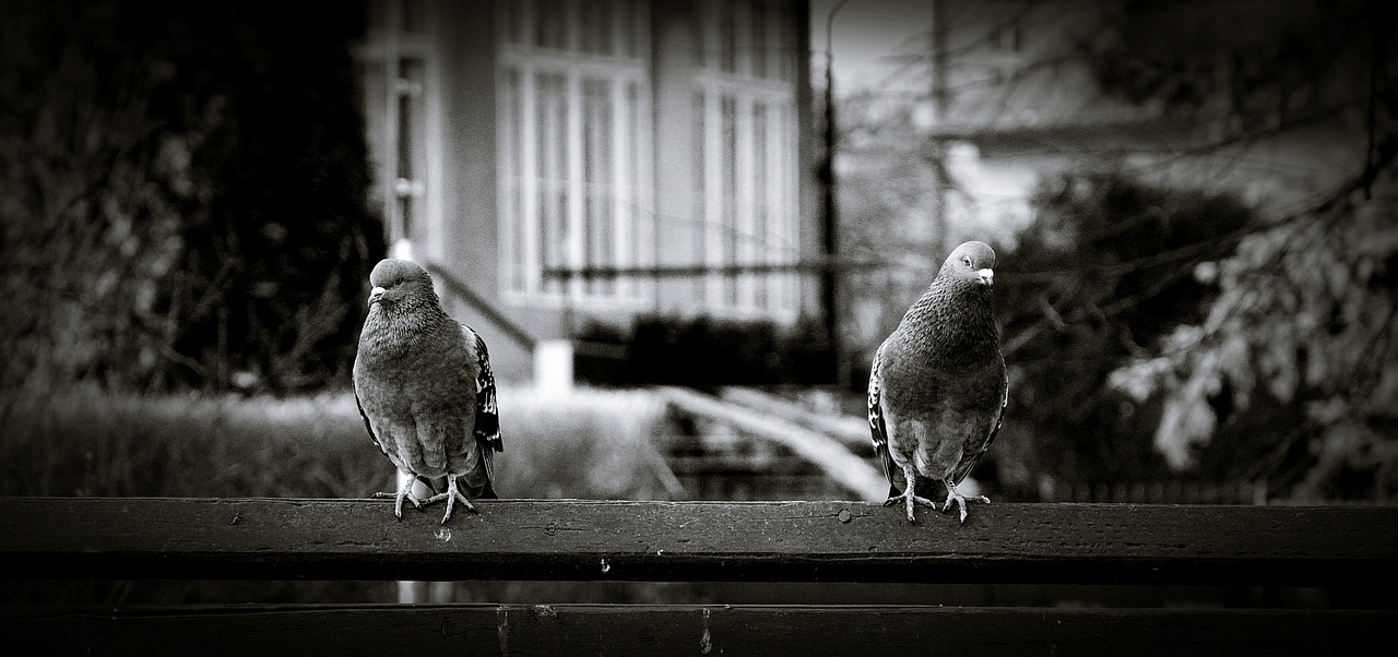 pigeons kraków krowodrza free photo