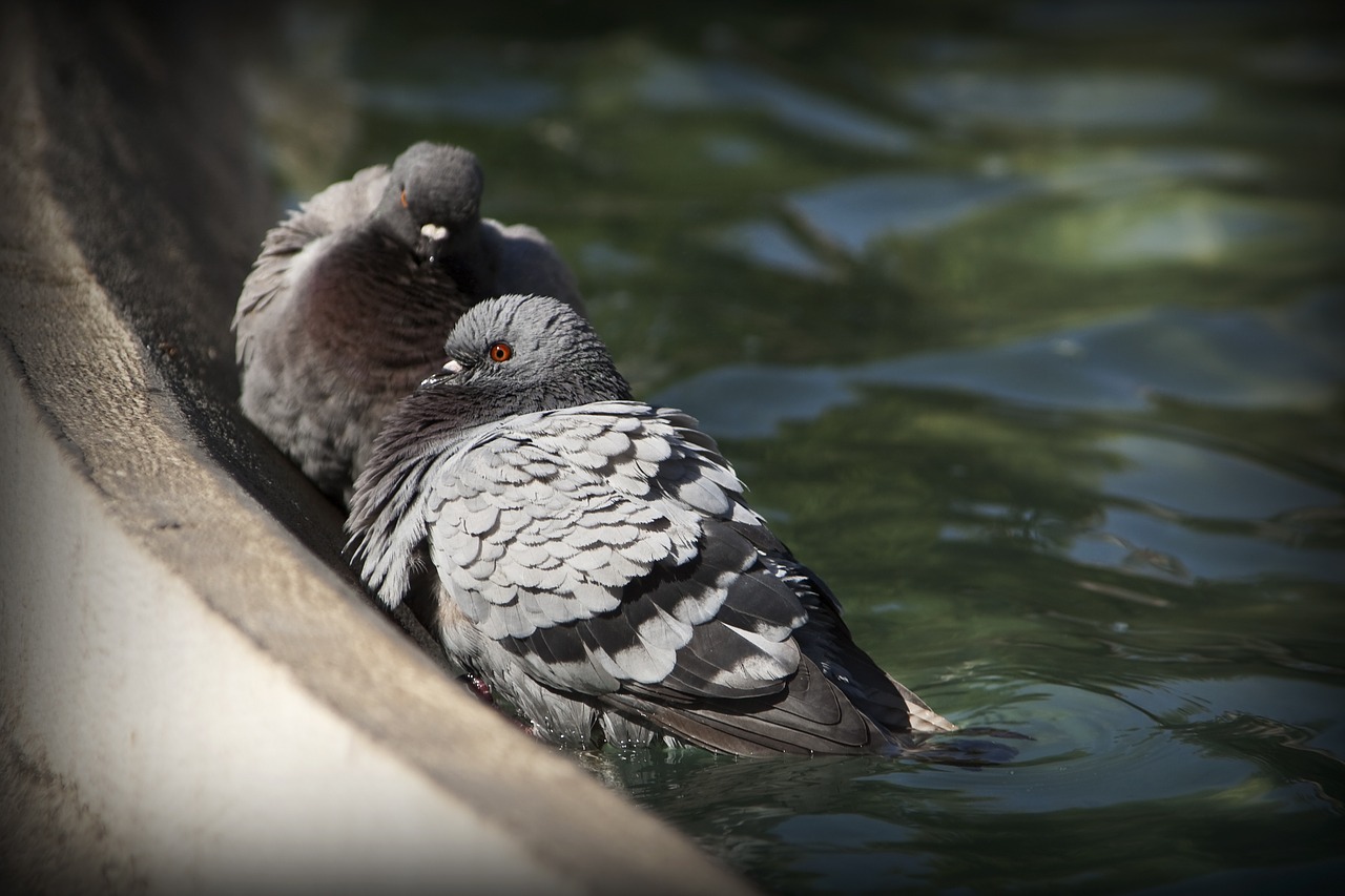 pigeons pond fauna free photo