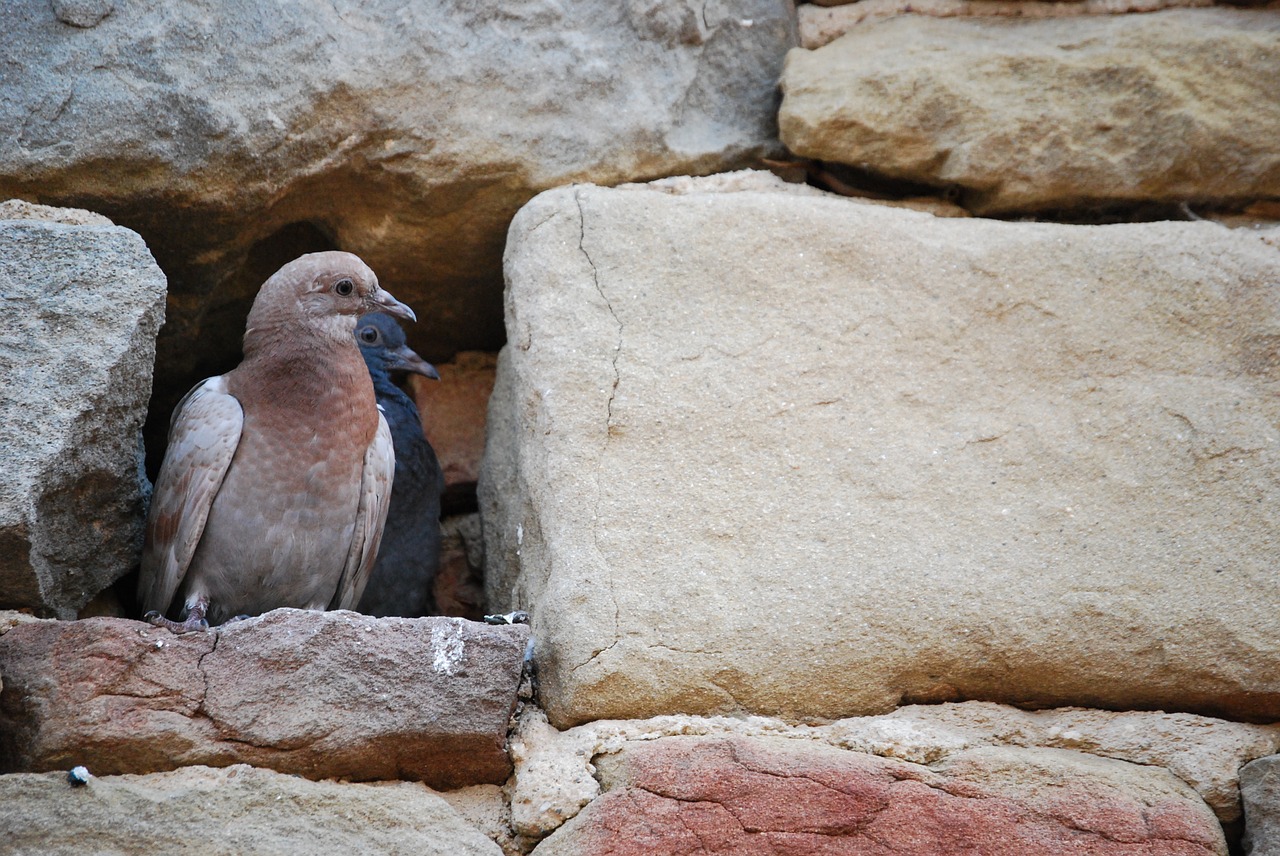 pigeons pair birds free photo