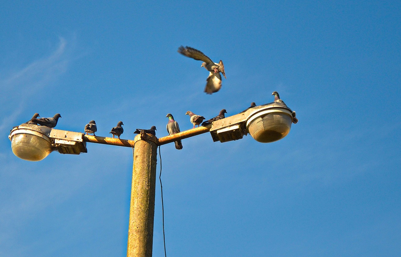 pigeons flying birds free photo