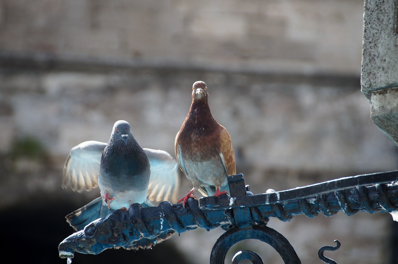 pigeons bird fly free photo