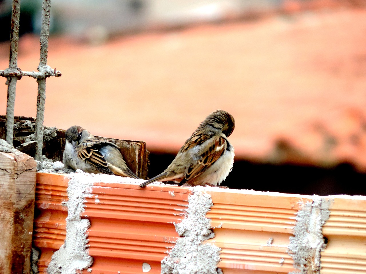 pigeons nature eventide free photo