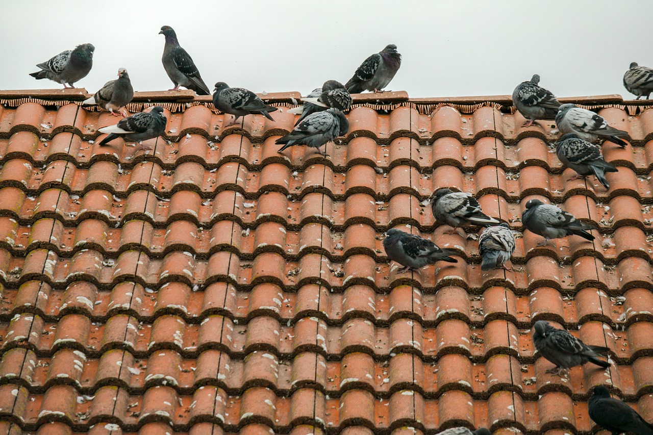 pigeons roof tile free photo