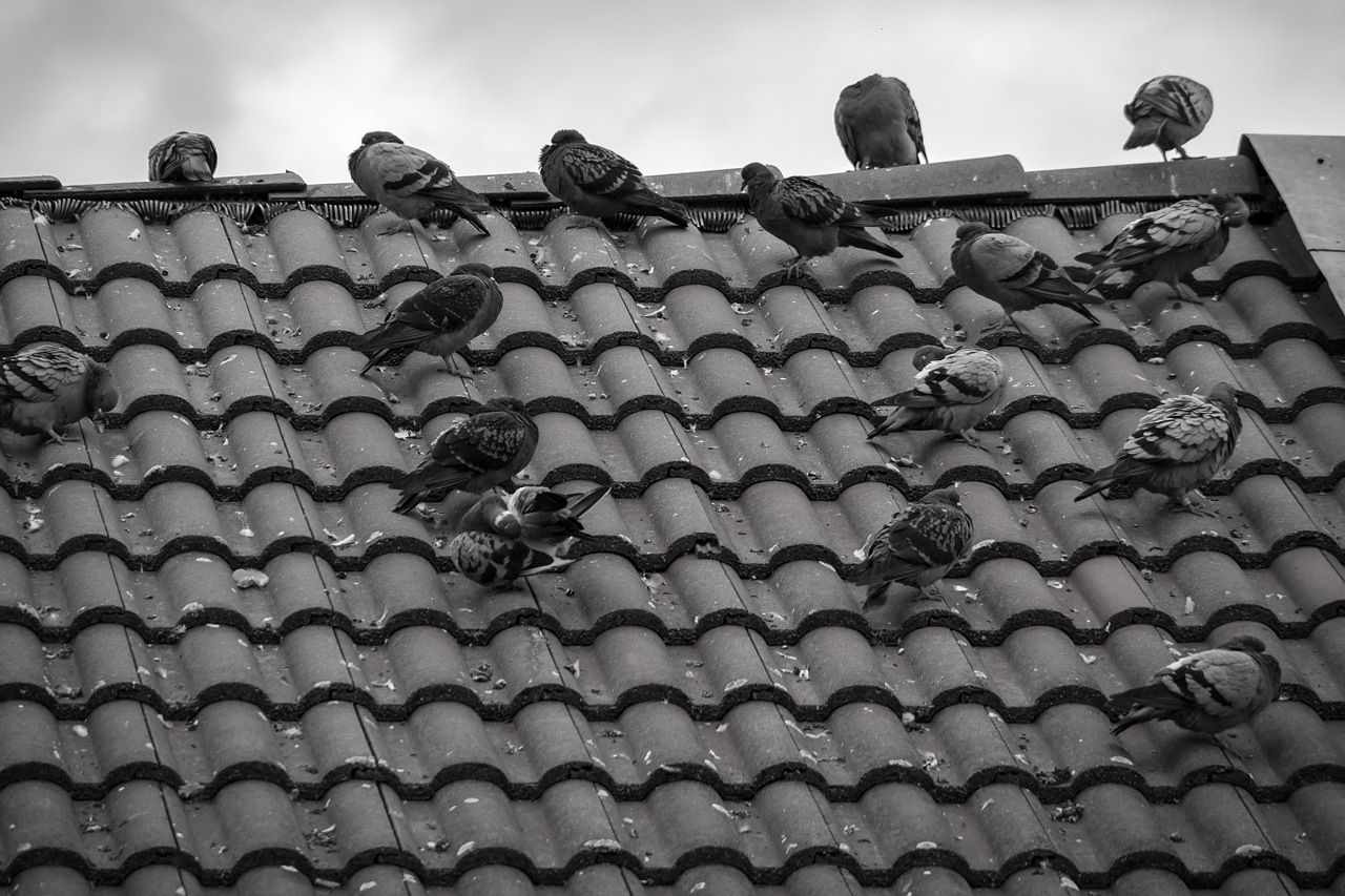 pigeons roof tile free photo