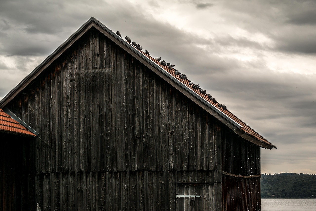 pigeons scale wood shed free photo