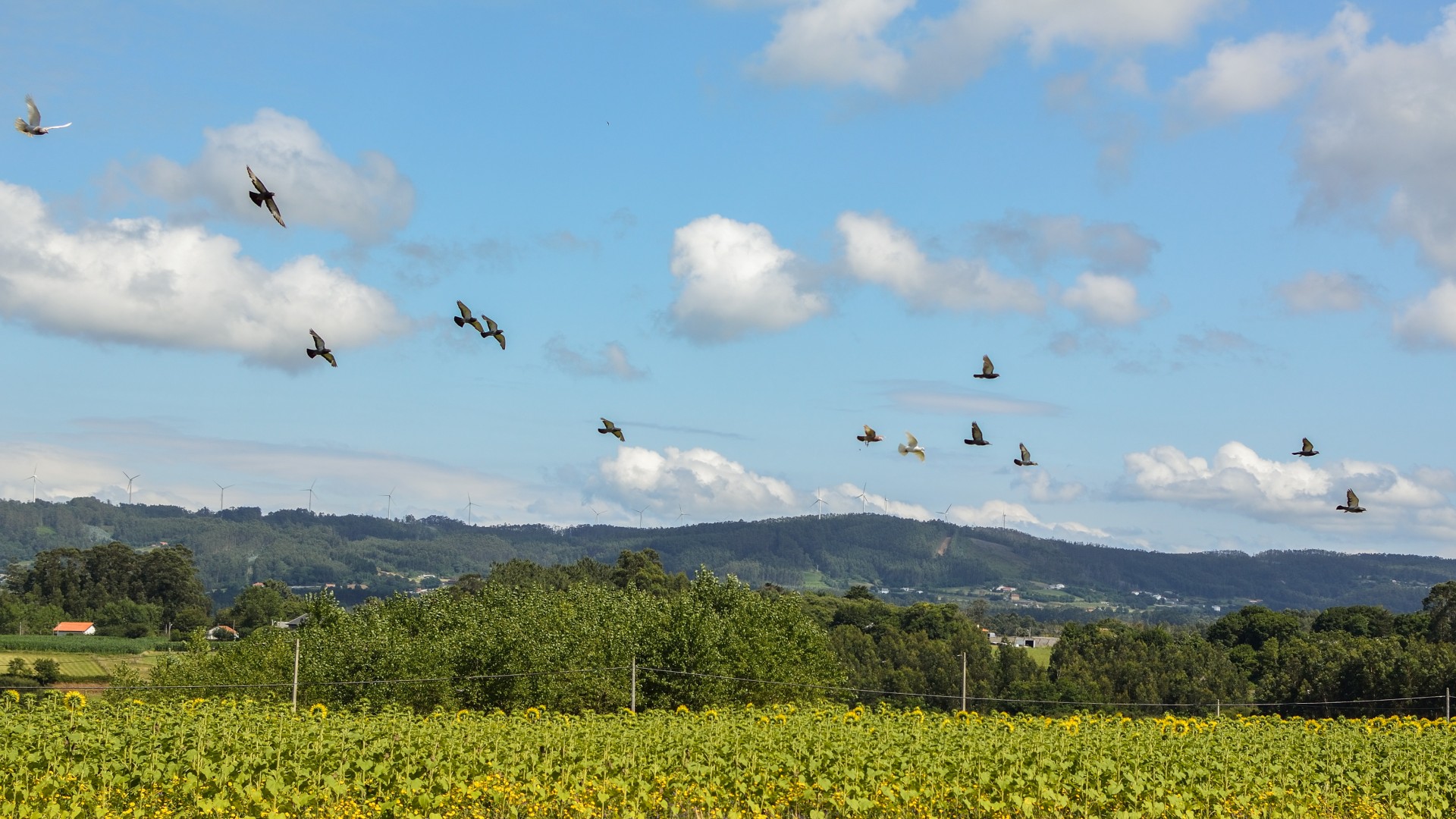 pigeons sky clouds free photo