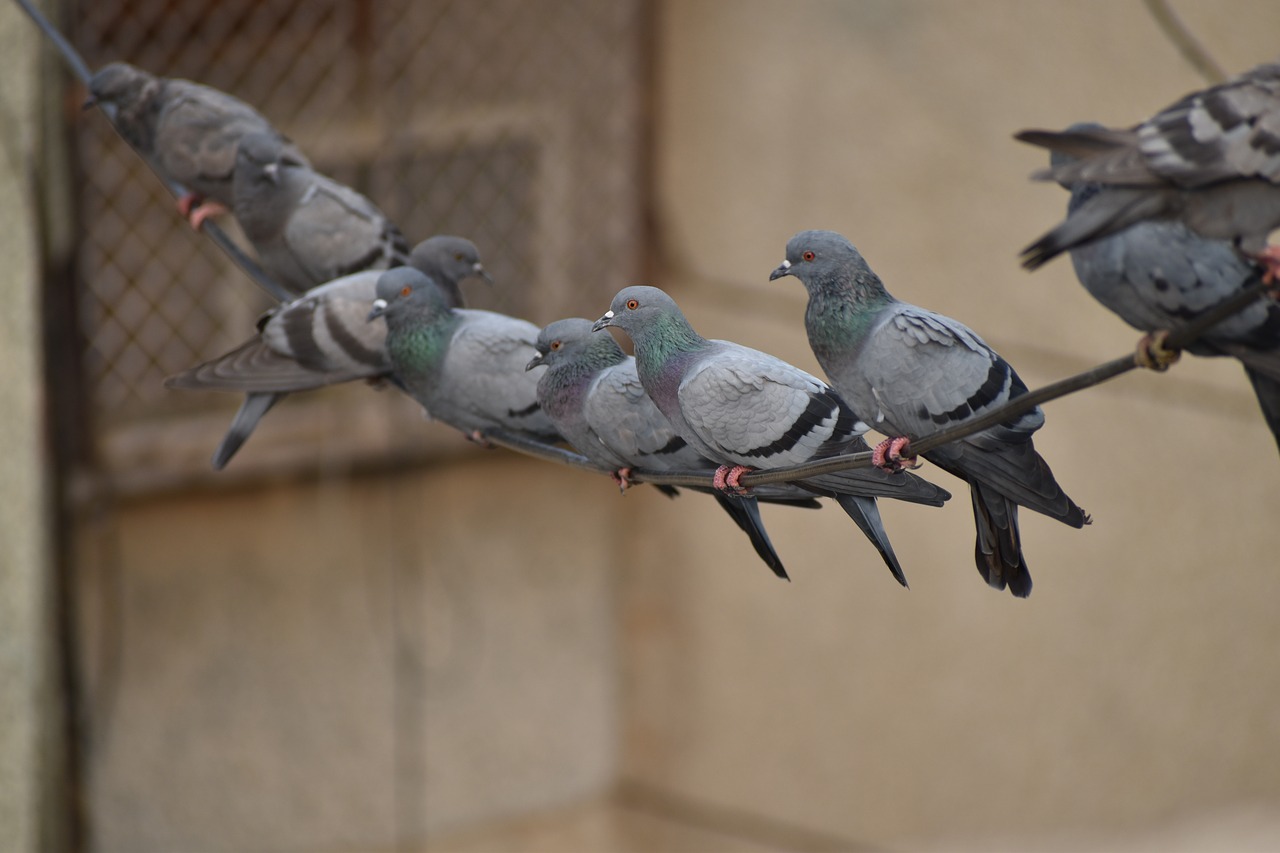 pigeons line swinging birds free photo