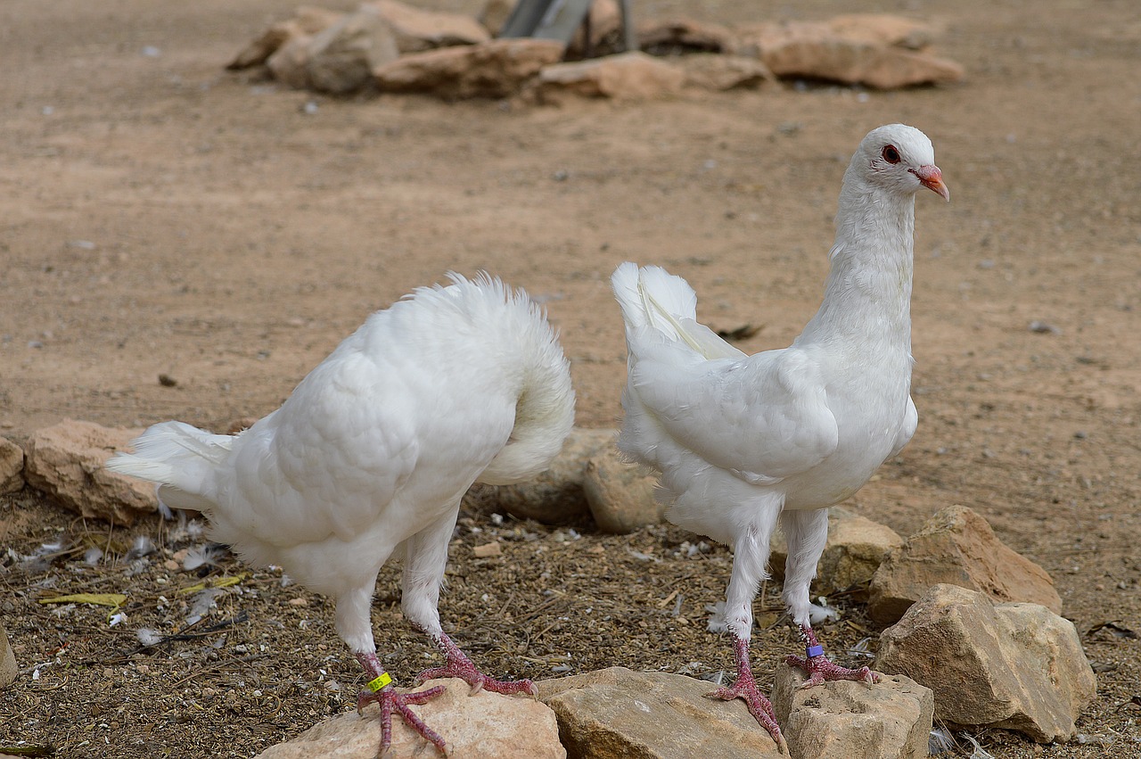 pigeons maltese pigeons white doves free photo