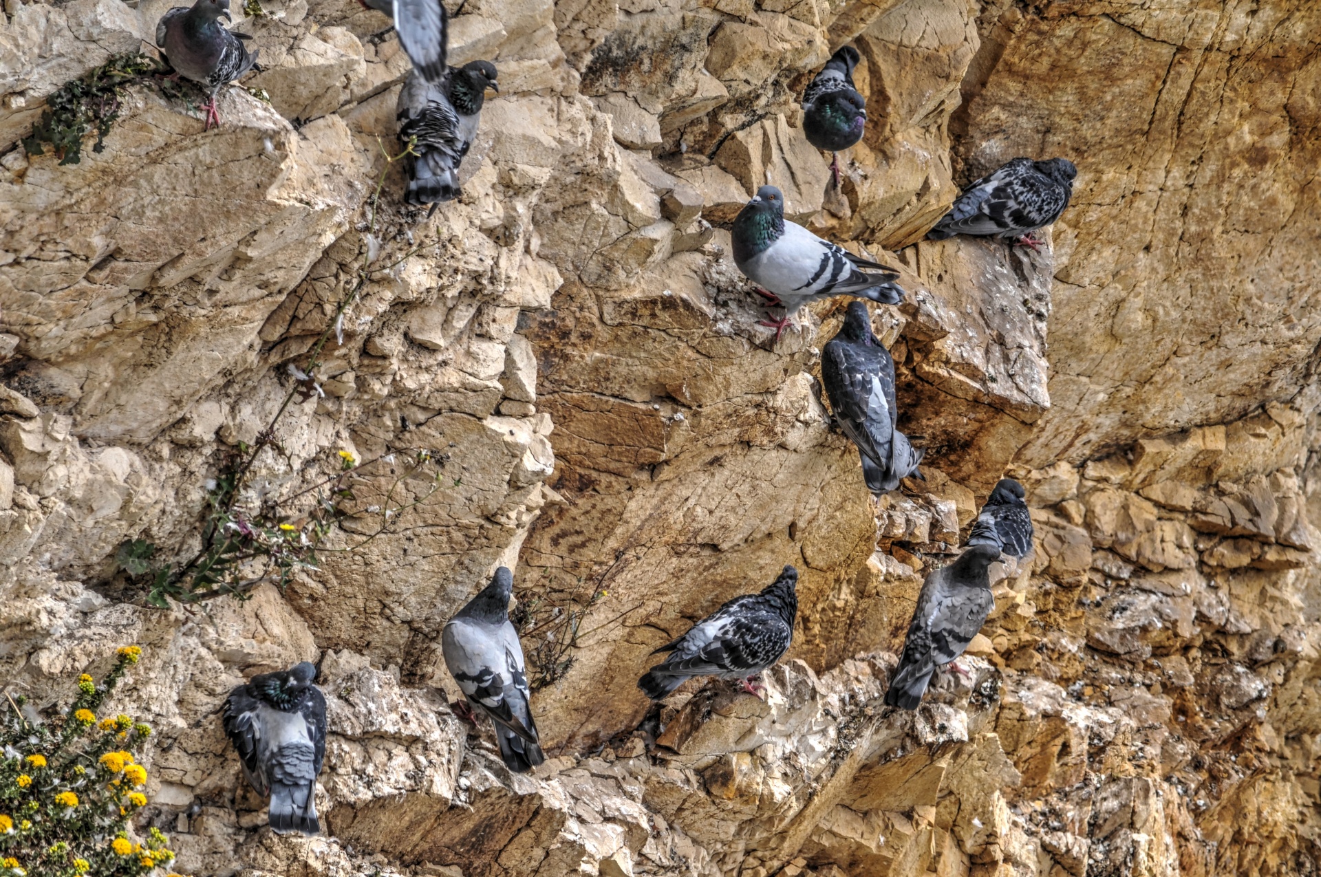 pigeon pigeons cliff free photo