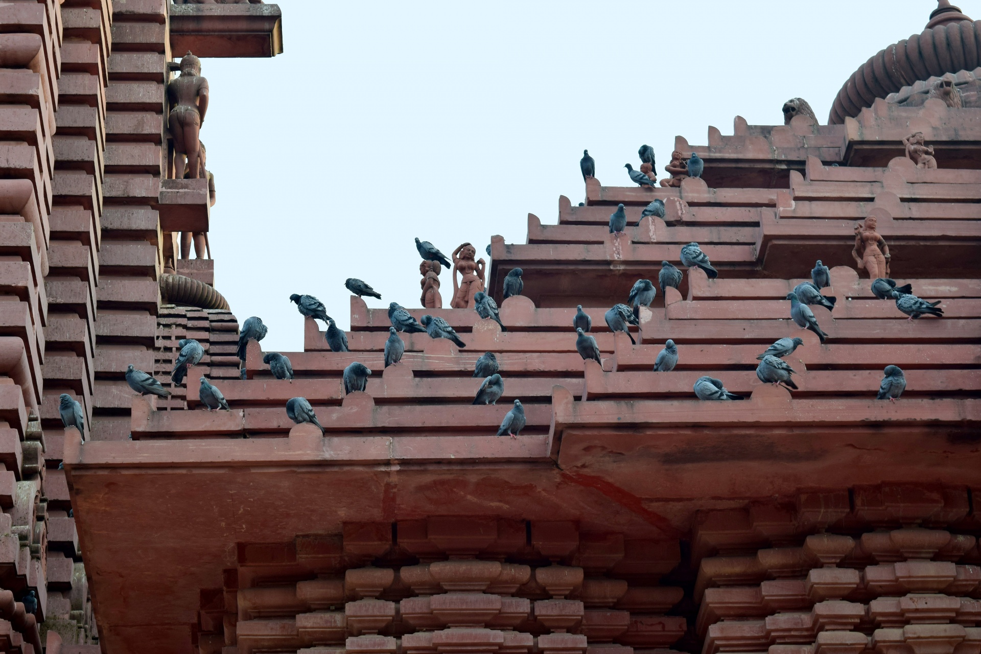 pigeons temple bird free photo