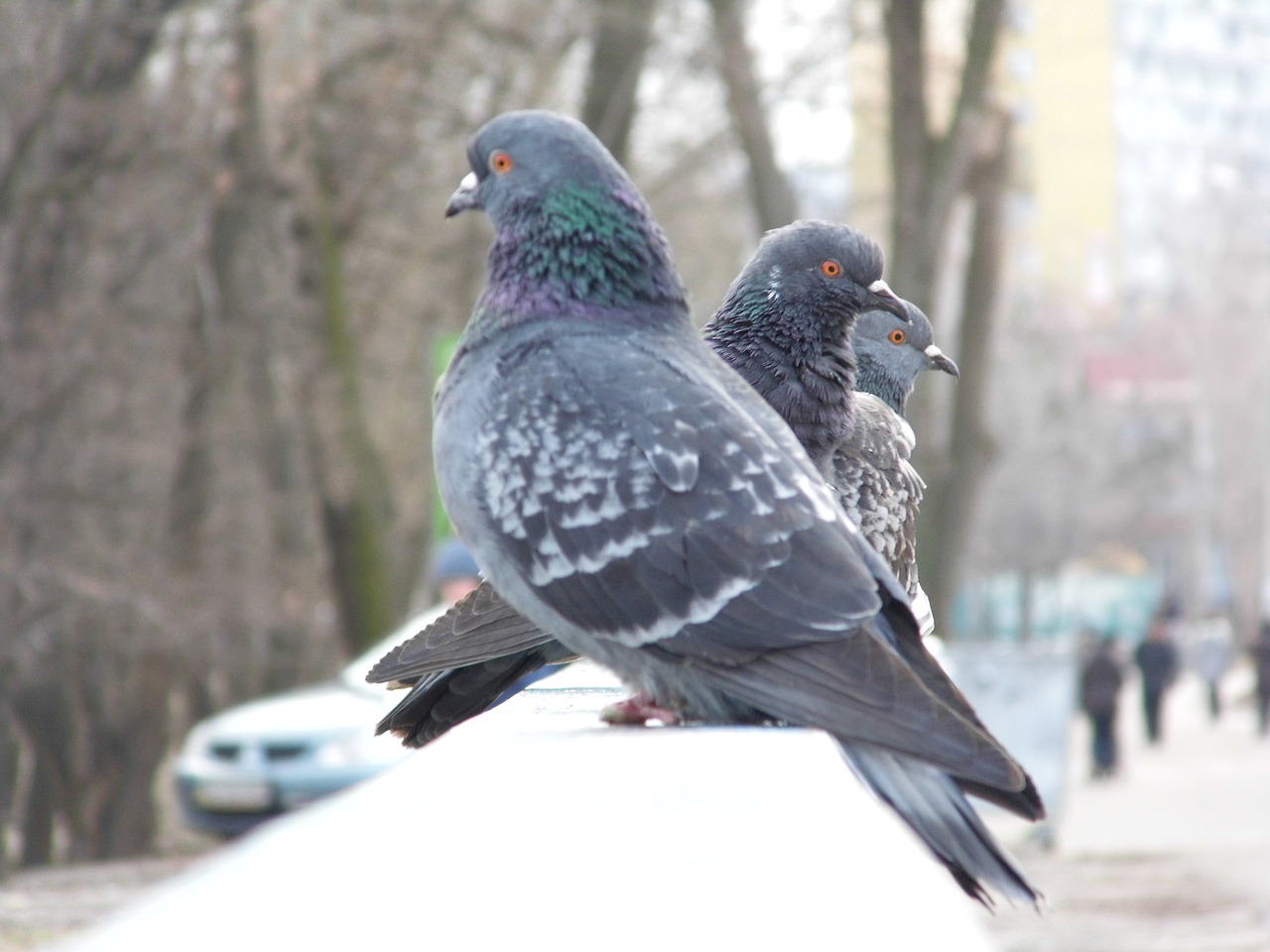 pigeons on the fence pigeons fence free photo