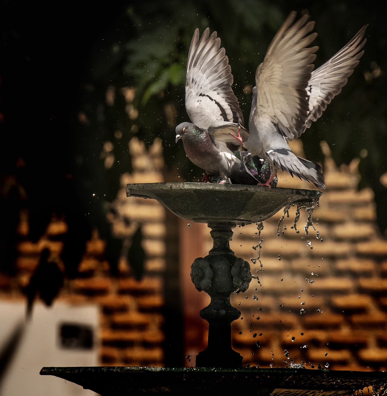 pigeons playing  couple  water free photo