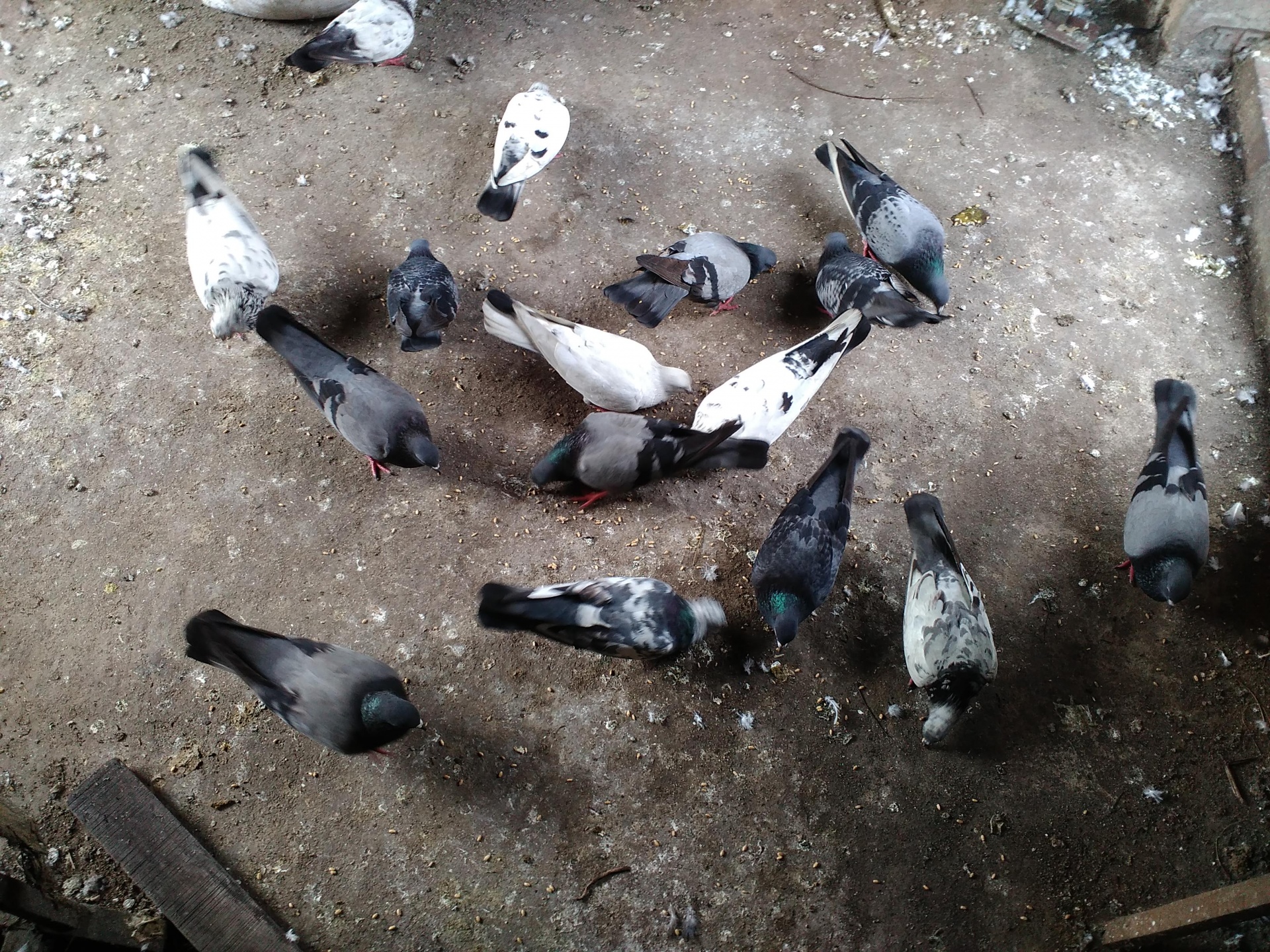 brb599 pigeons struggle for eating. free pictures free photo