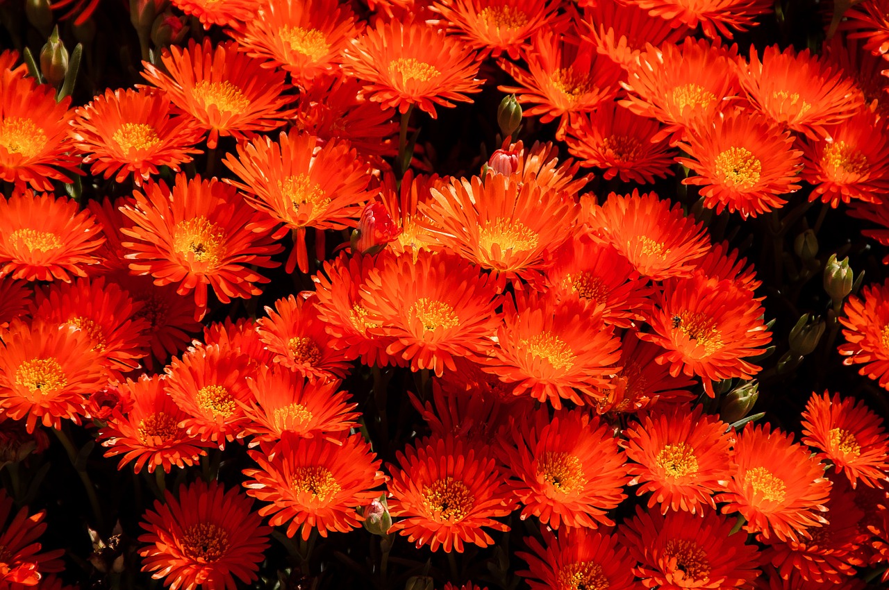 pigface flowers bloom free photo