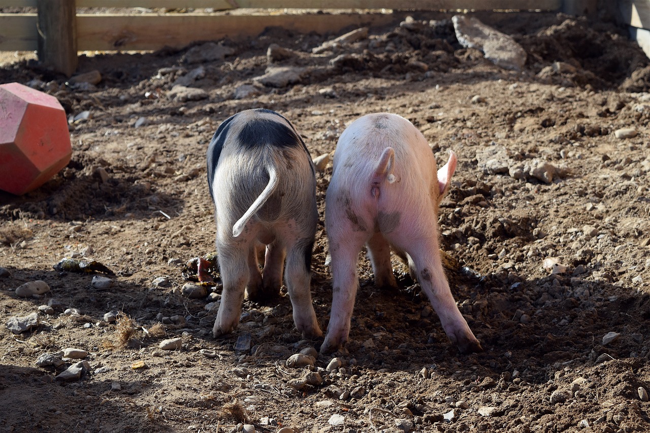 piggies pig butts farm free photo