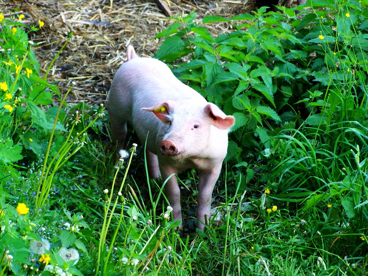 piggy pig animal free photo