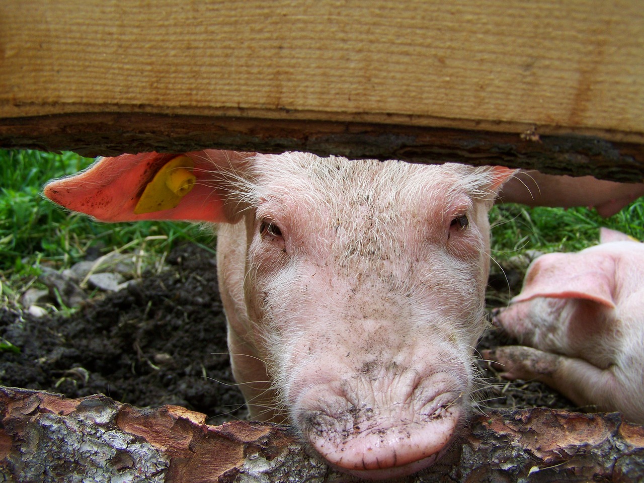 piggy pig animal free photo