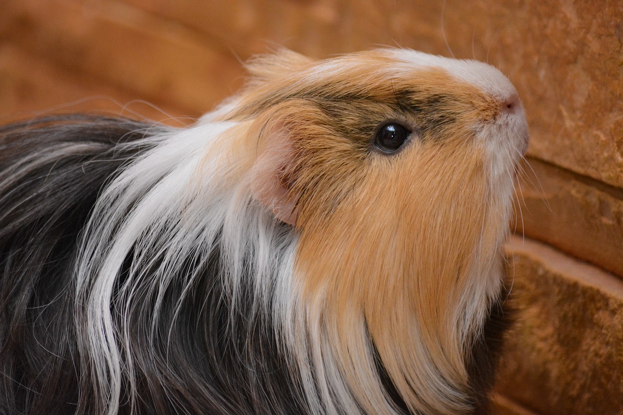 piggy guinea pig pet free photo