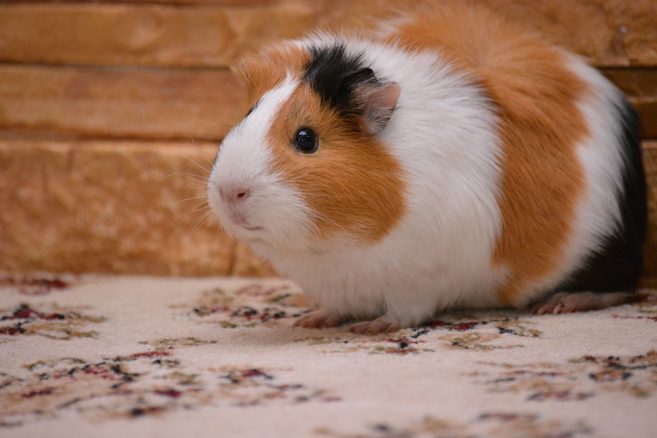 piggy guinea pig pet free photo