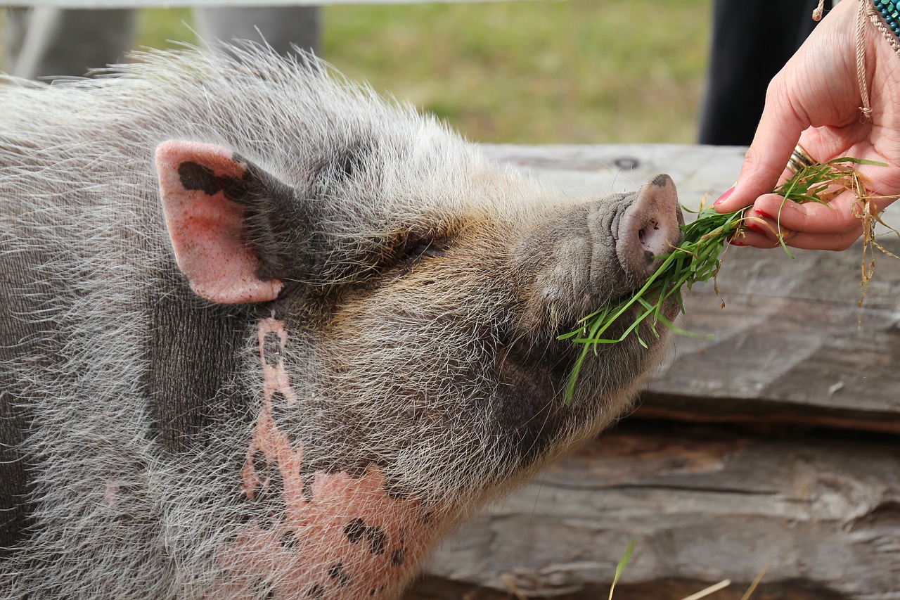 piggy the pig delicacy free photo
