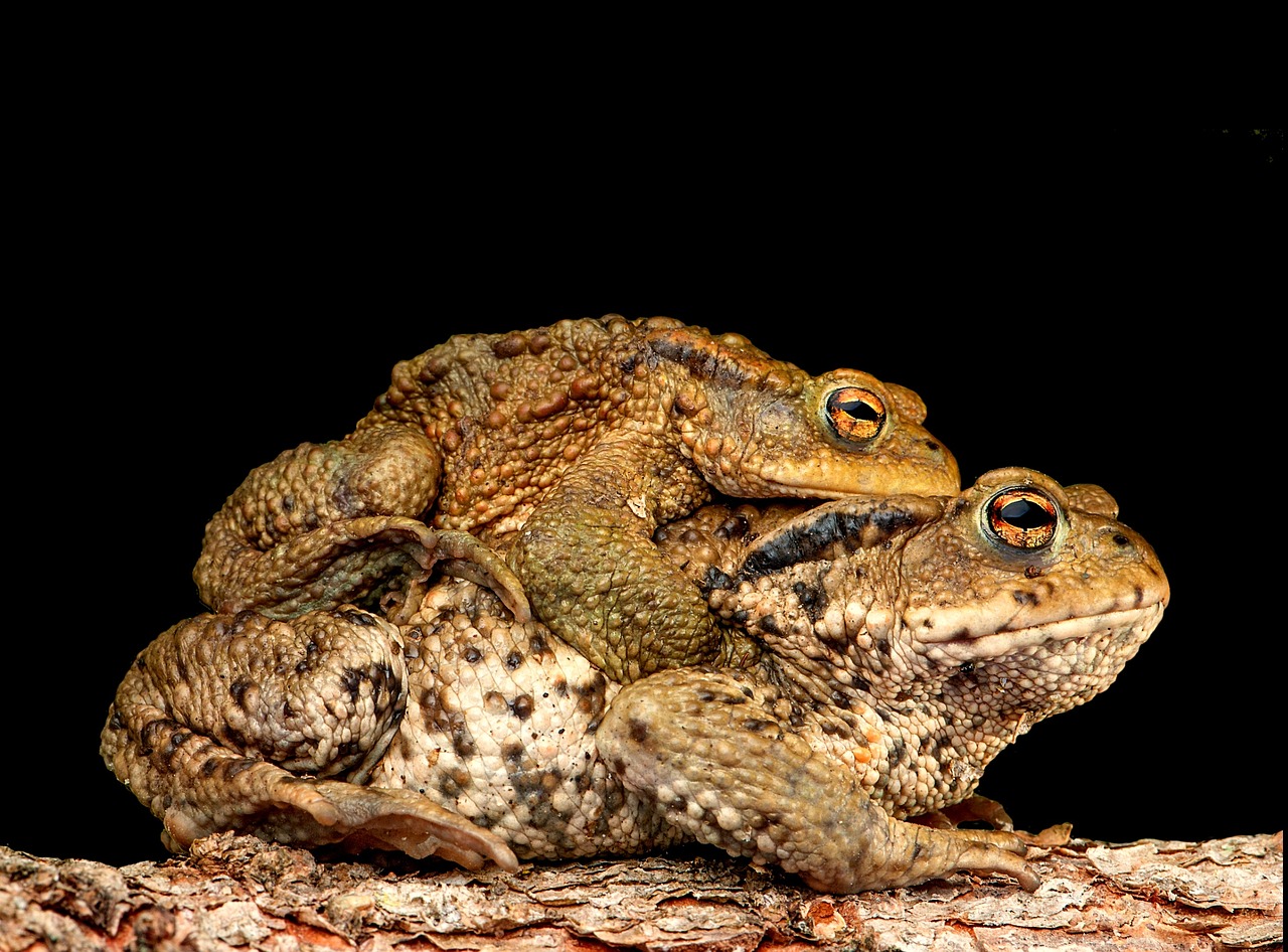 piggyback toad frog free photo
