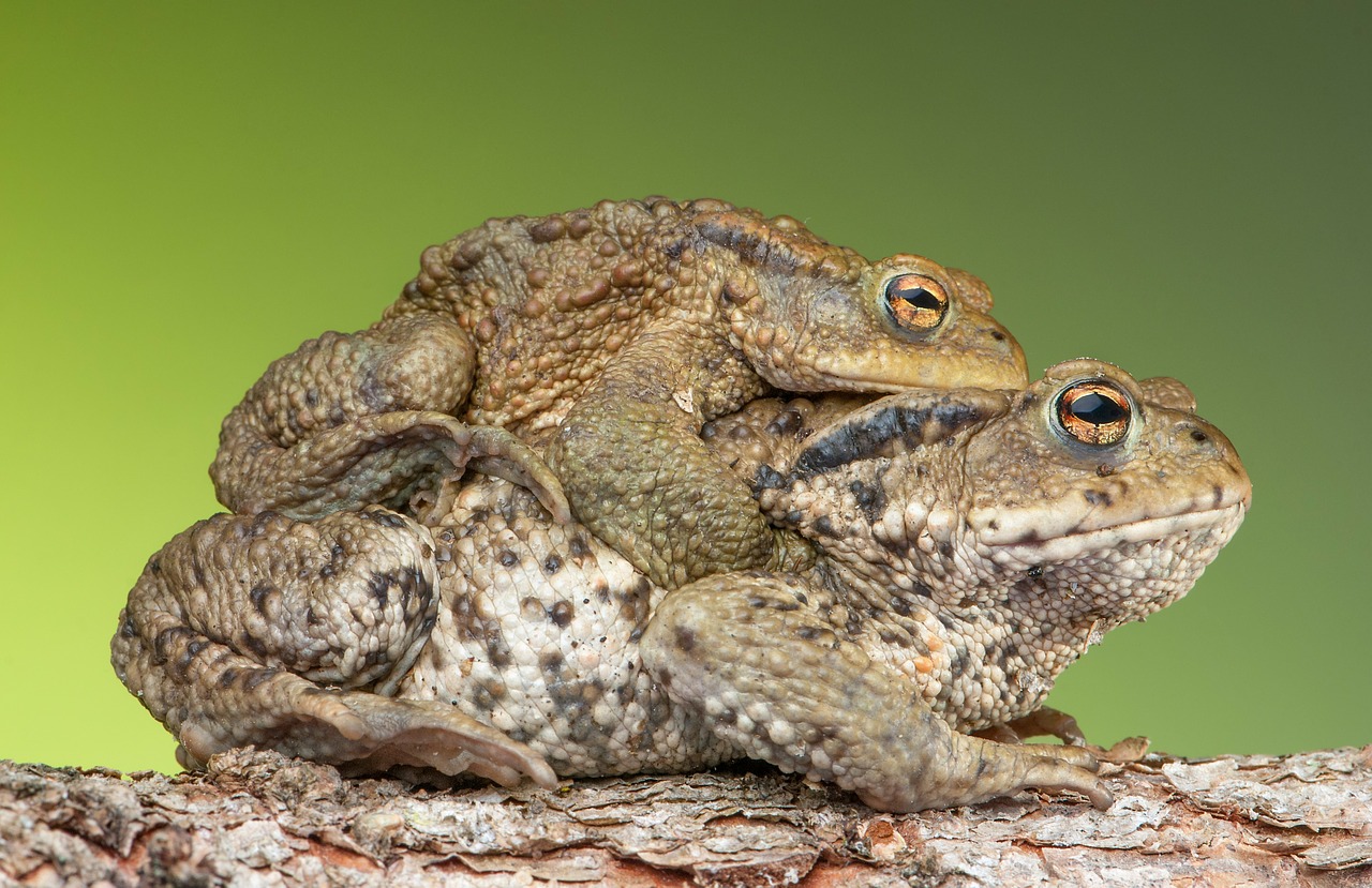 piggyback toad frog free photo