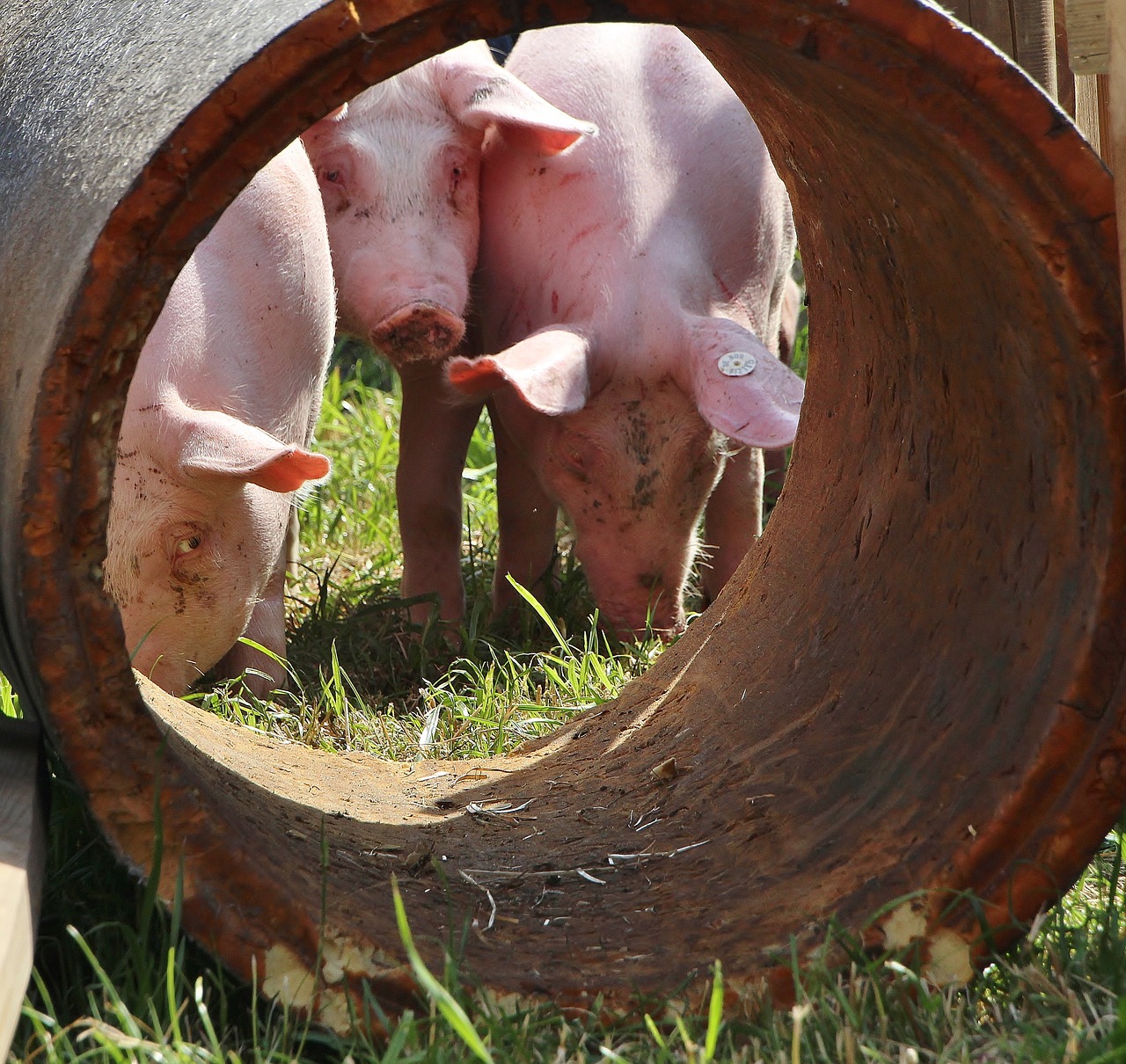 piglet pigs luck free photo