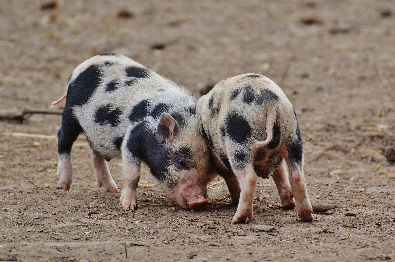 piglet wildpark poing small pigs free photo