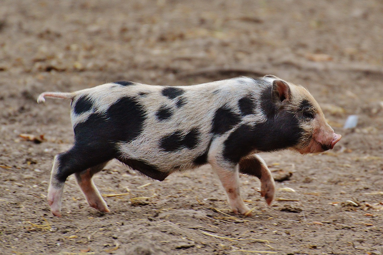 piglet wildpark poing small pigs free photo
