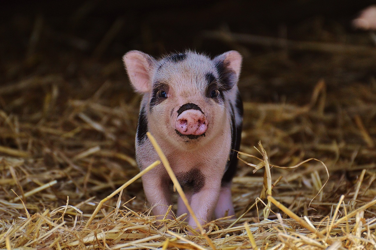piglet wildpark poing baby free photo