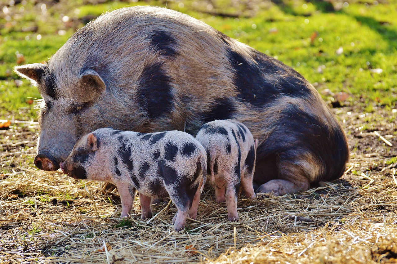 piglet wildpark poing mama free photo