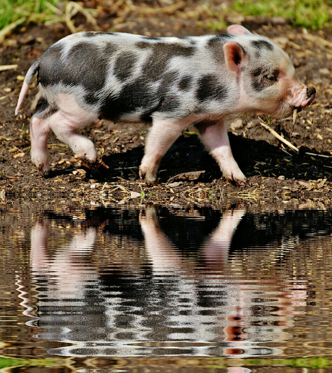 piglet mirroring water free photo