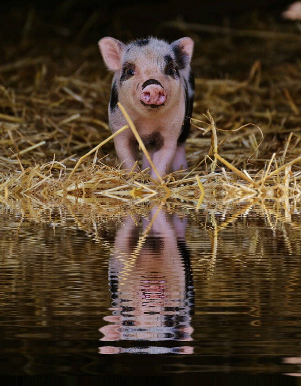 piglet mirroring water free photo