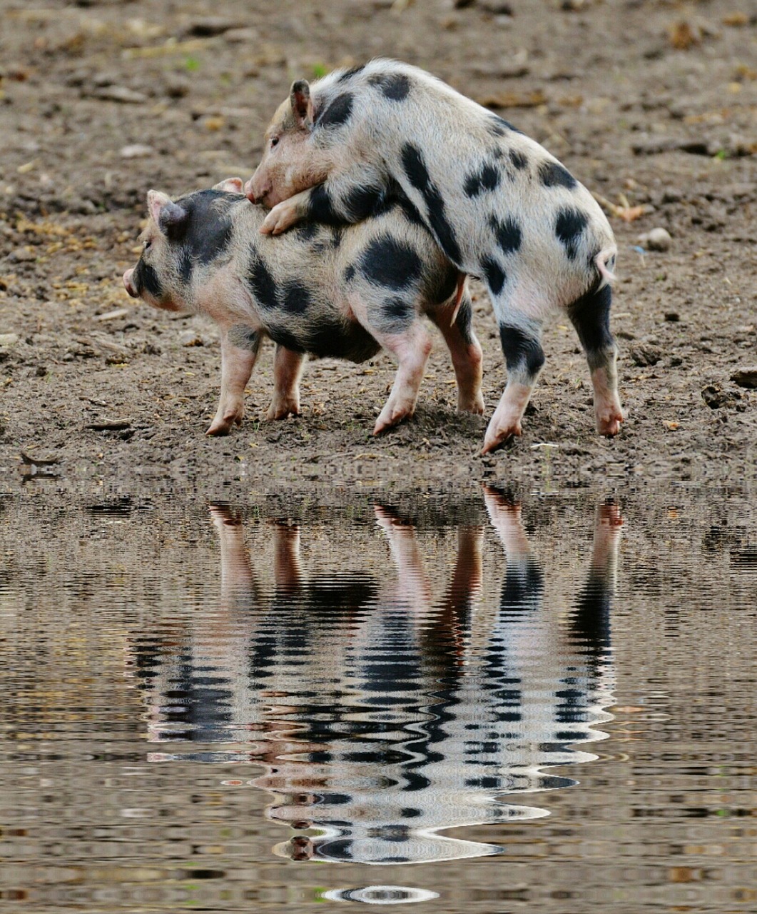 piglet mirroring water free photo