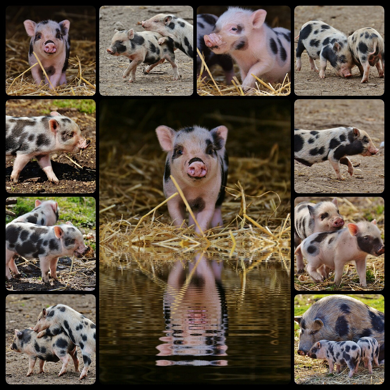 piglet wildpark poing collage free photo