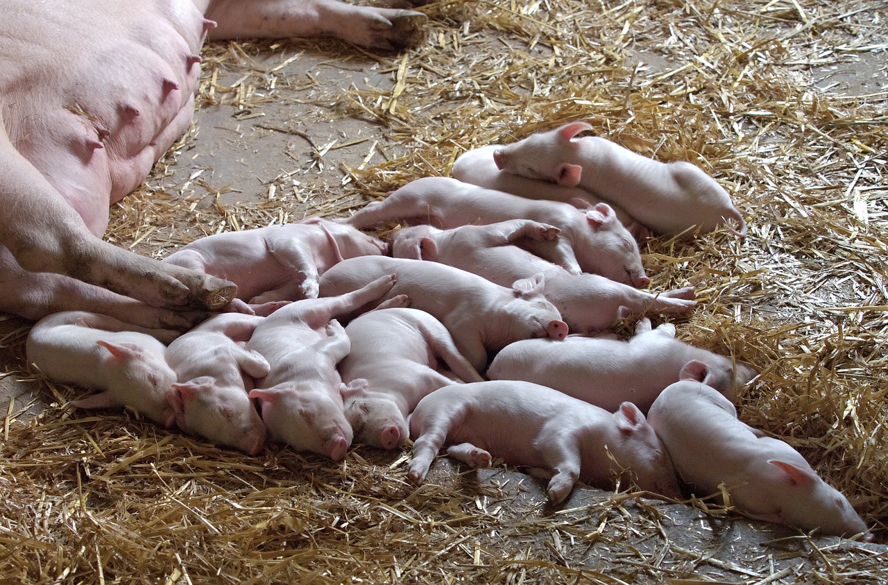 piglet litter pig free photo