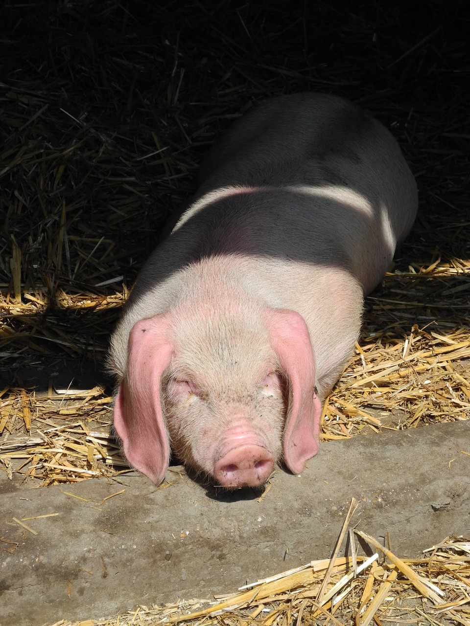 piglet pig farm free photo