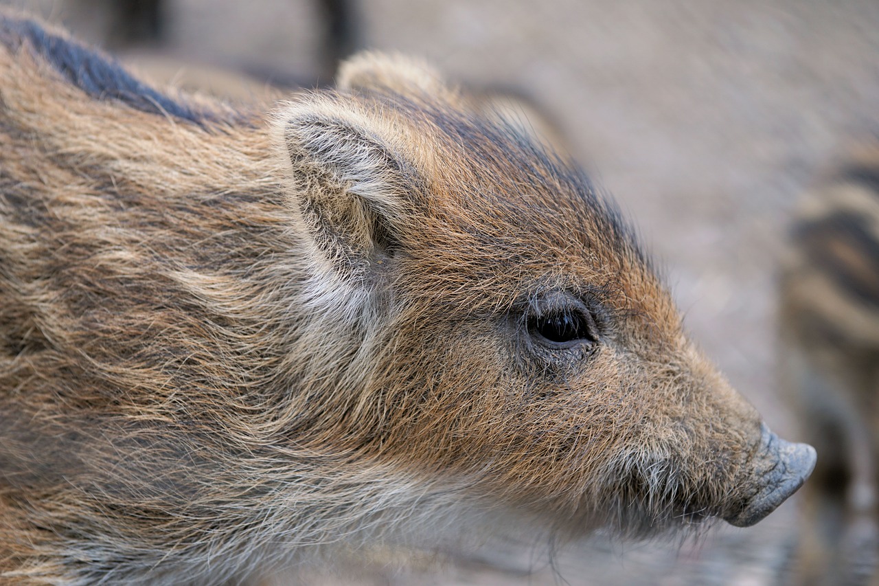 piglet launchy boar free photo