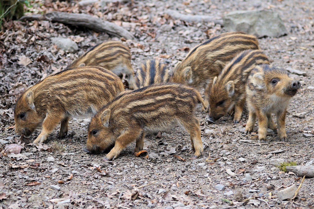 piglet launchy boar free photo