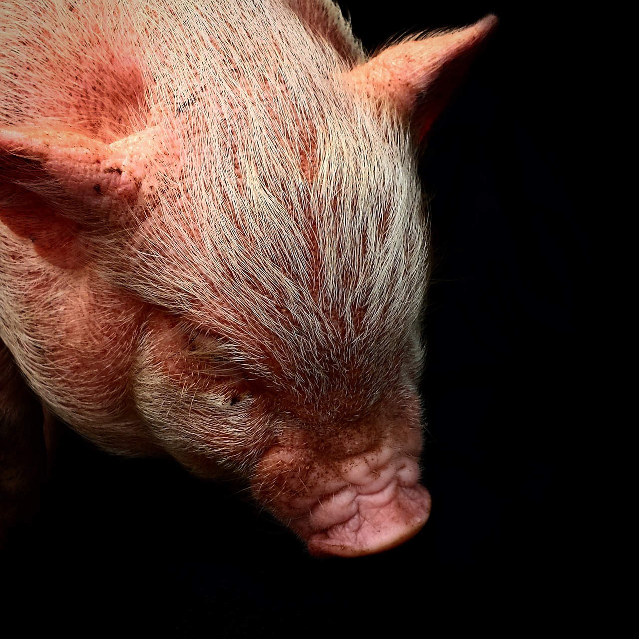 piglet pig cute free photo