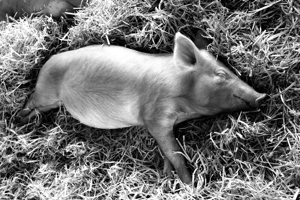 piglet sleeping pig free photo