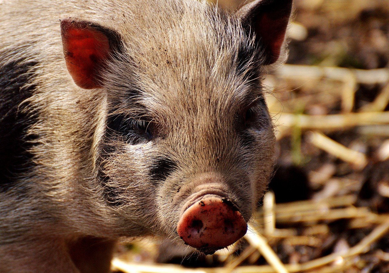 Download free photo of Piglet,young animals,pig,small,funny - from  