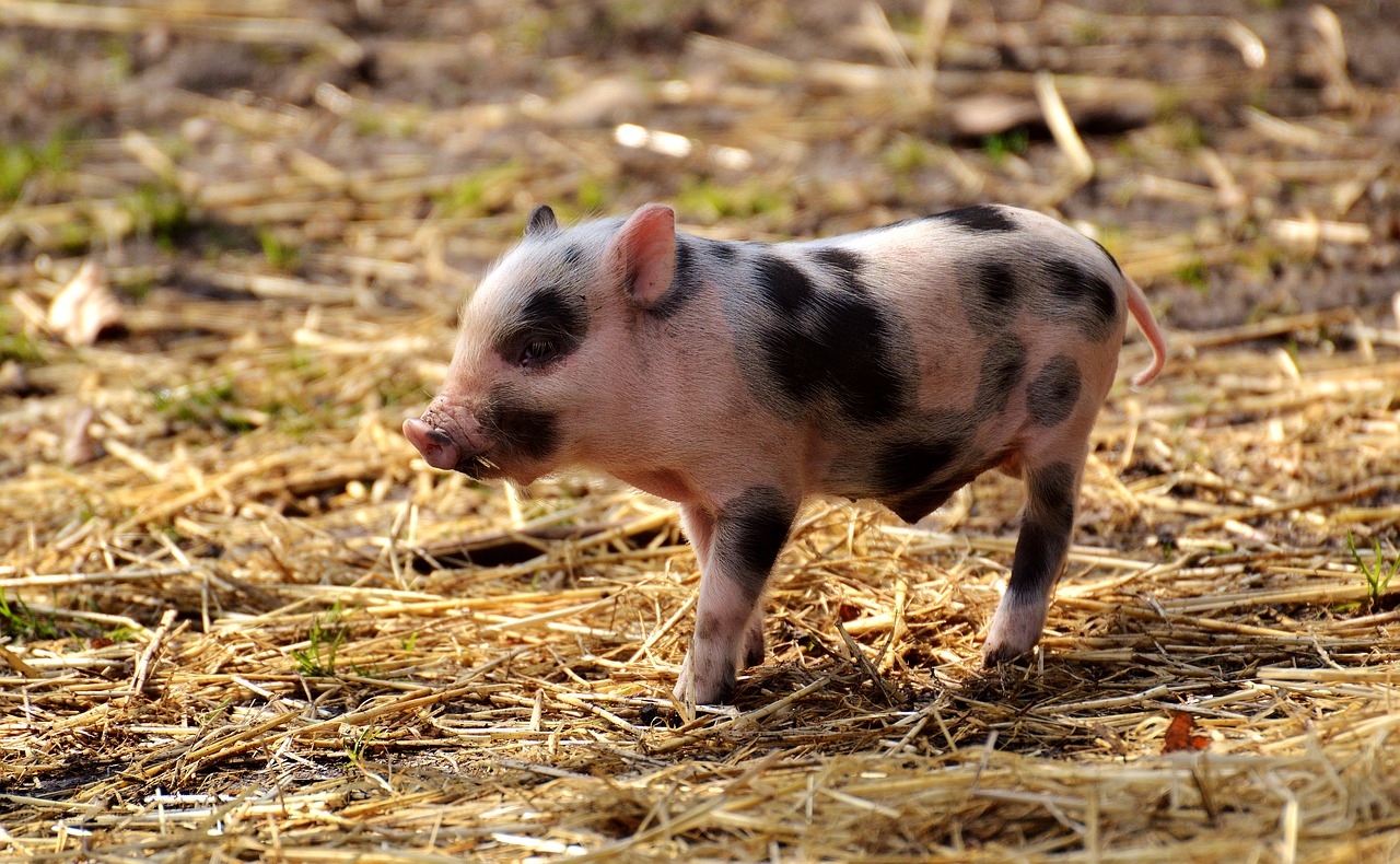 piglet young animals pig free photo