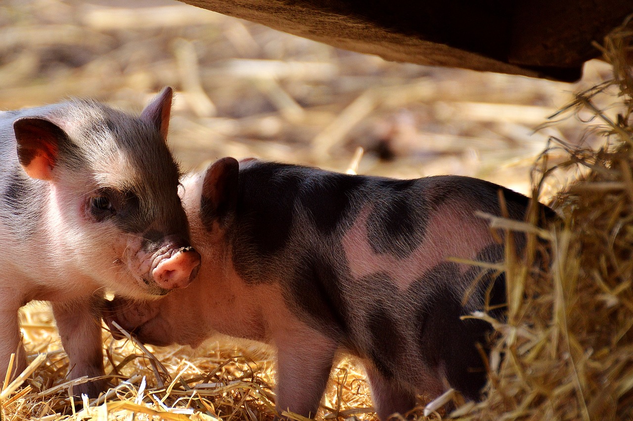 piglet young animals pig free photo