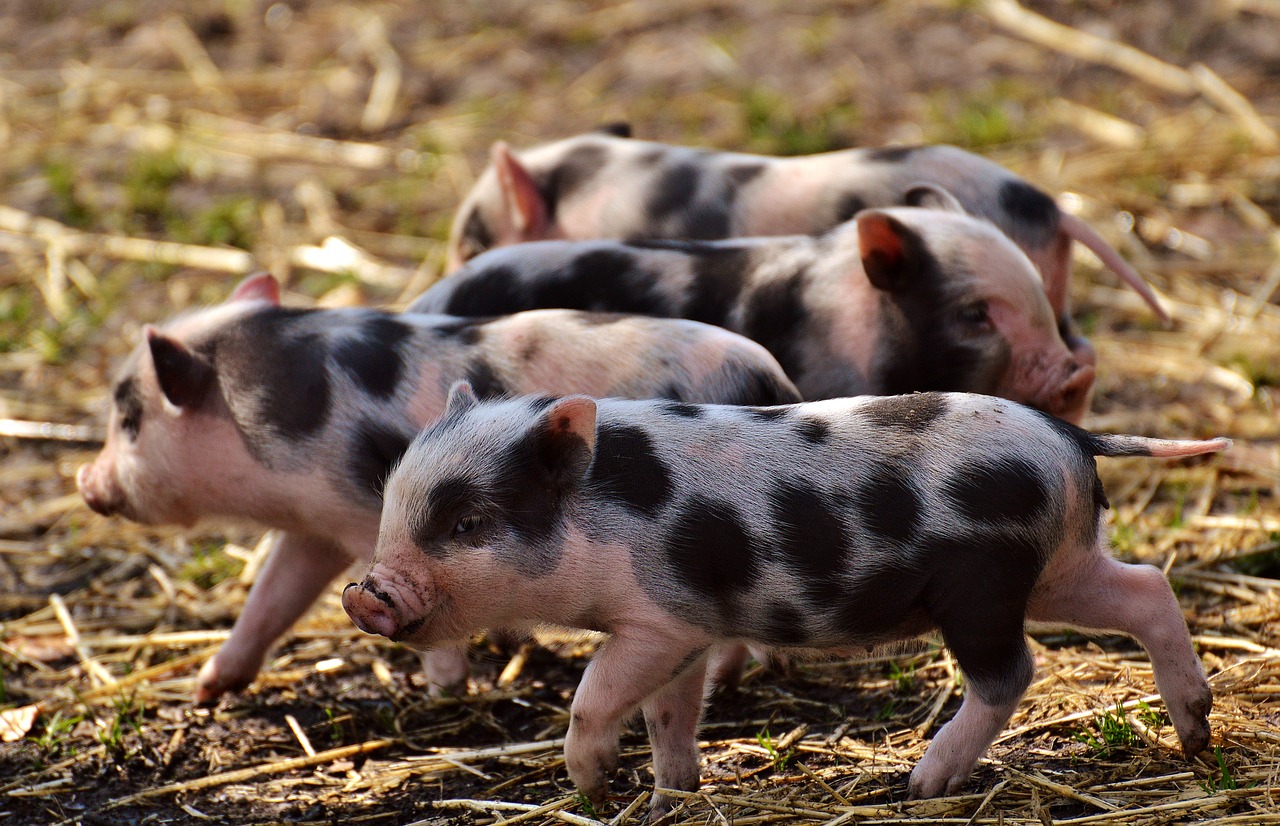 piglet young animals pig free photo