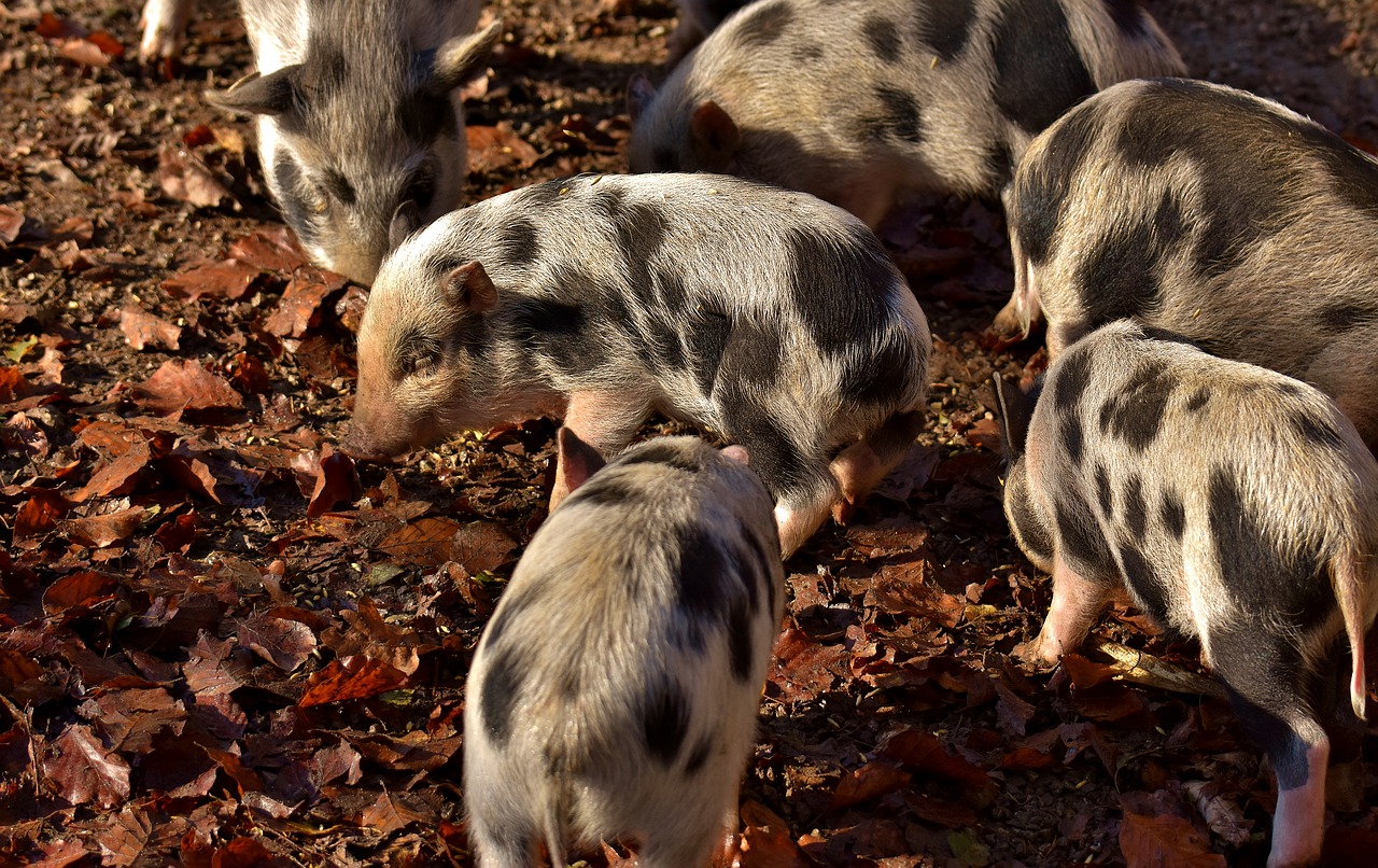 piglet small pigs mini free photo