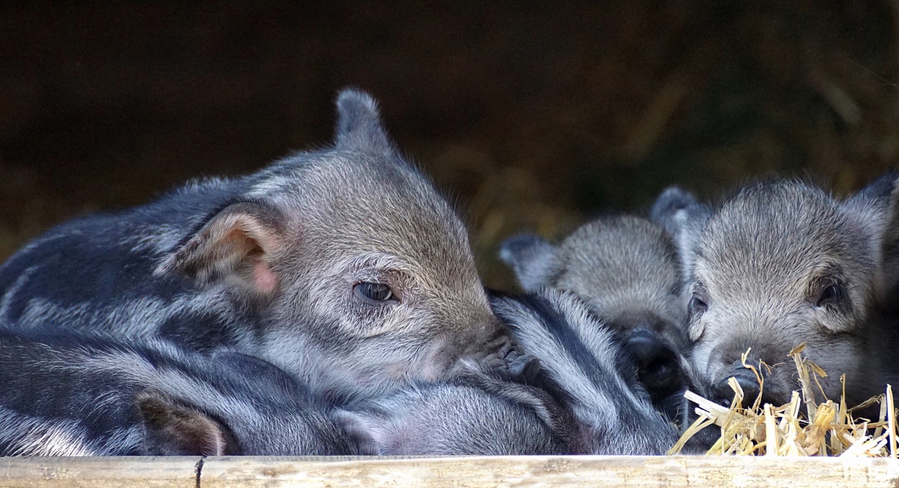 piglet baby launchy free photo