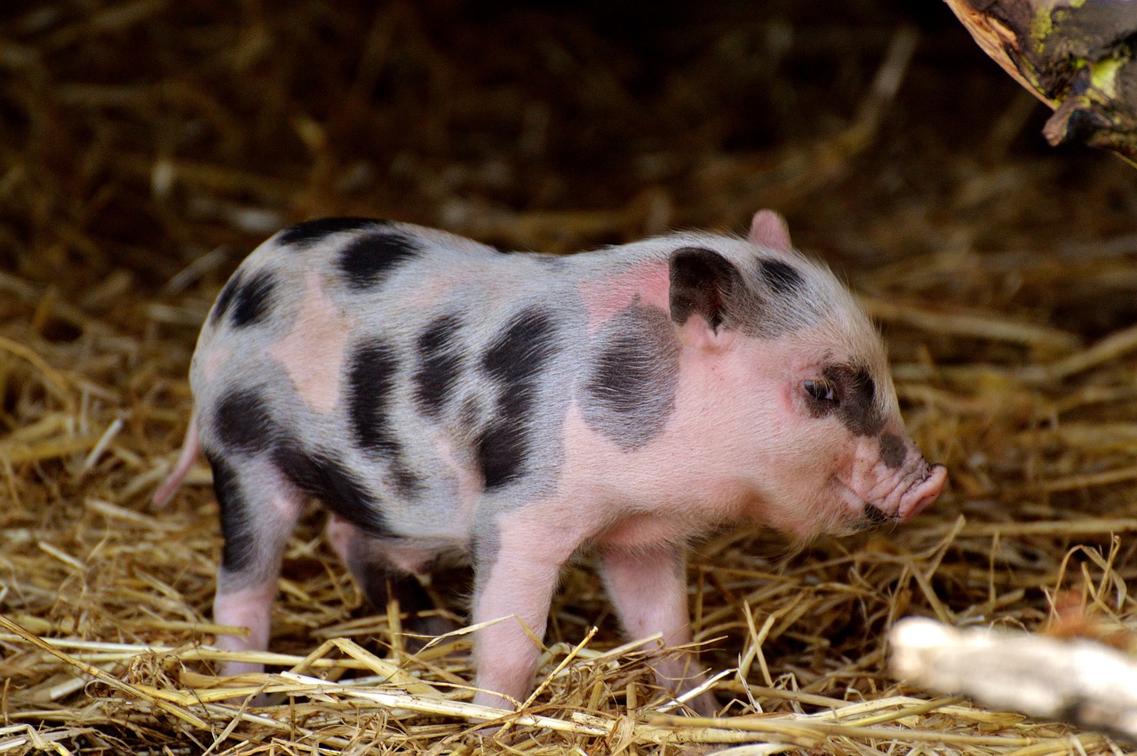 piglet small pigs mini free photo