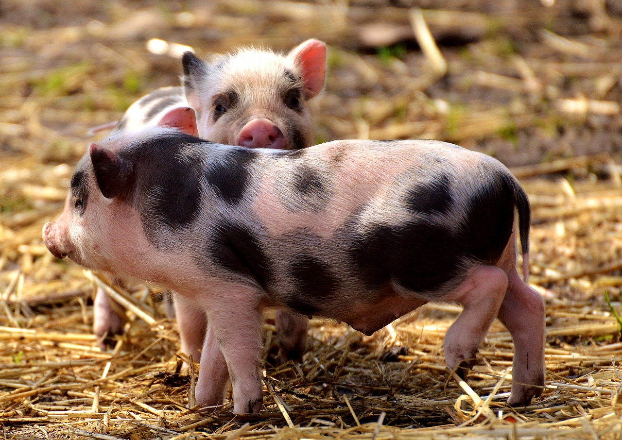 piglet small pigs mini free photo